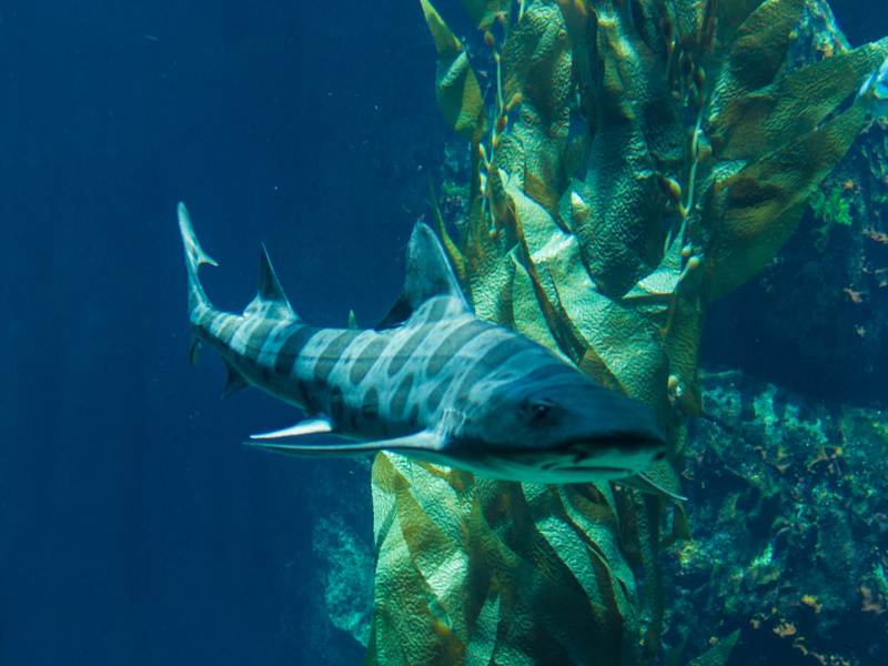 Leopard Shark Undersea