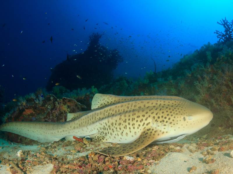Leopard Shark Underwater