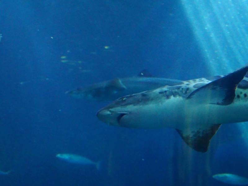 Leopard Shark Swimming in Huge Tank