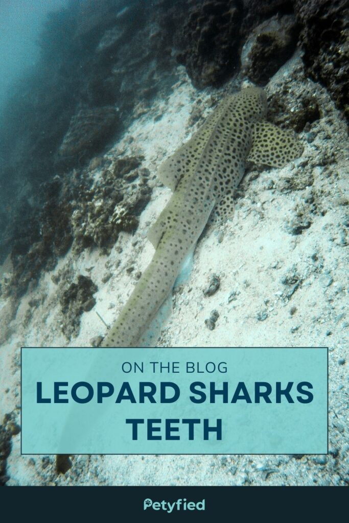 Leopard Sharks Teeth Pinterest Image