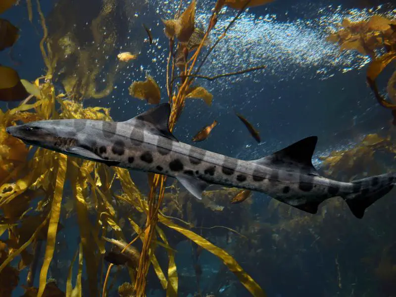 Leopard Shark in Kelp Forest