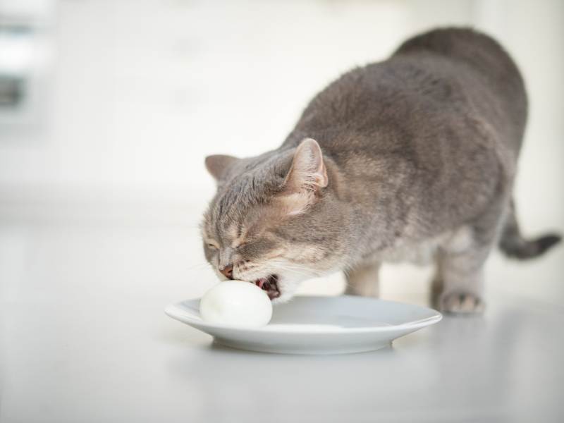 Scottish cat eating an egg