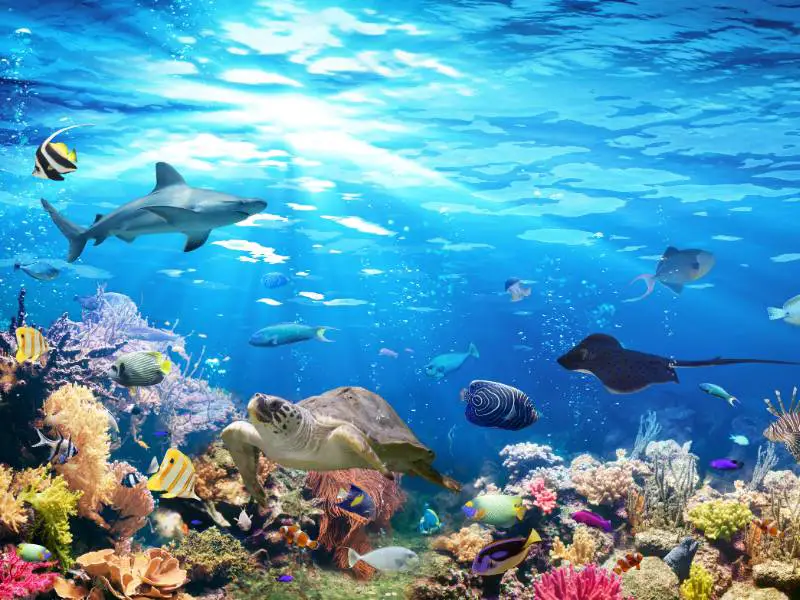 Underwater Scene With Coral Reef And Exotic Fishes