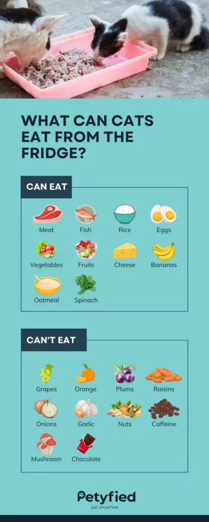 What Can Cats Eat From the Fridge - Infographic