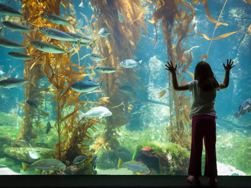 Young Girl Standing up against Large Public Aquarium Observation Glass