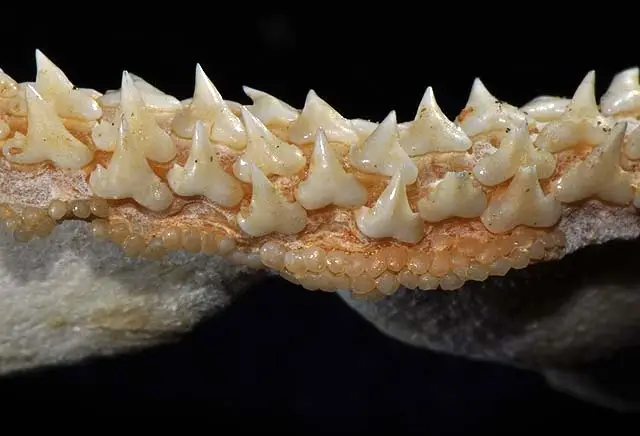 Lower Teeth of Leopard Shark