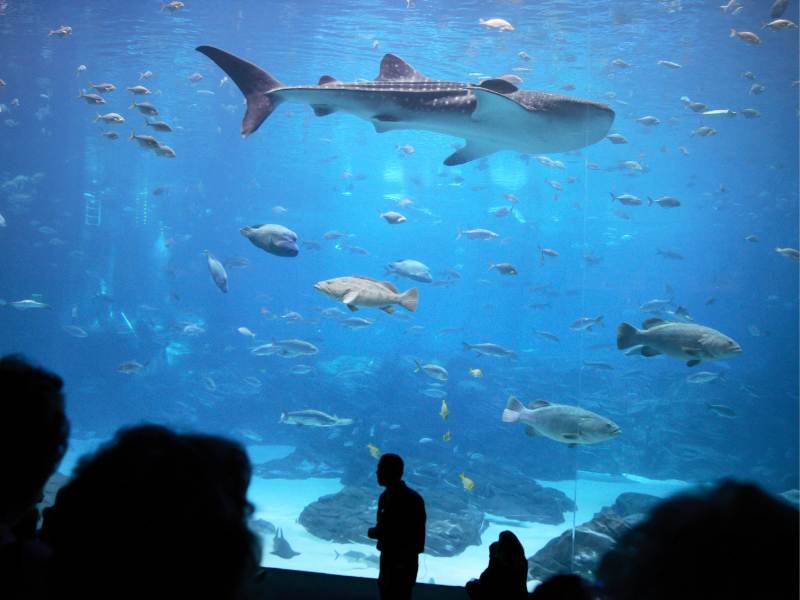 shark in Atlanta's aquarium