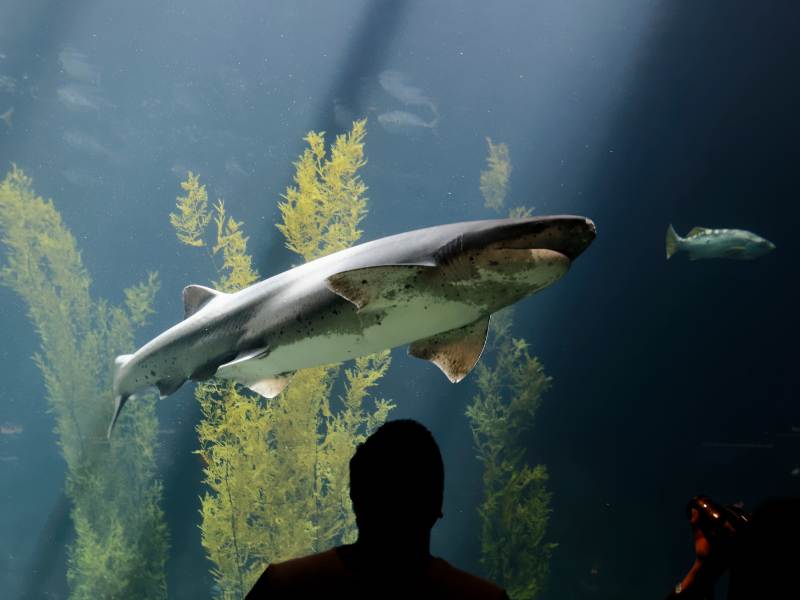 Broadnoe Sevengill Shark (Notorynchus Cepedianus) Swims in the aquarium.