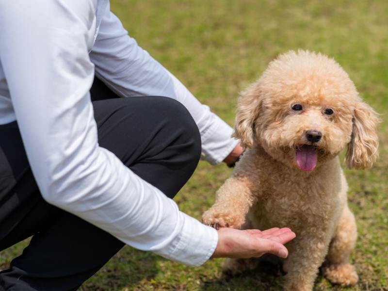 Dog Poodle Shake Hand with Owner