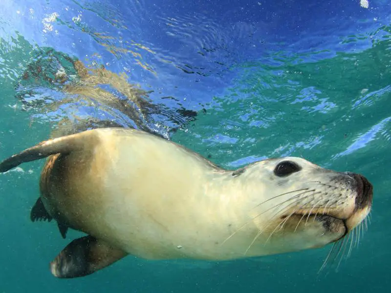 Australian Sea Lion swimming underwater at Jurien Bay, Western Australia