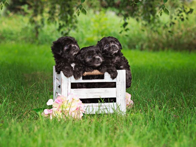 Cute Pekingese x Poodle puppies in a white, wooden crate on green grass. 