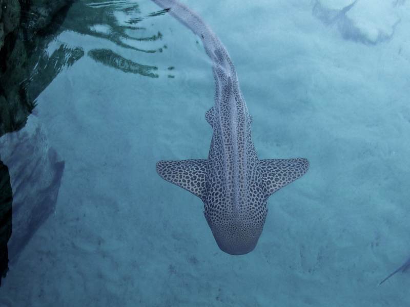 Zebra Shark Swimming Underwater