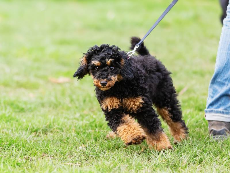 woman trains with a young poodle on a dog training field